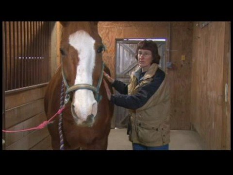 Horse_health_veterinarian