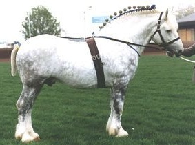 Persheron