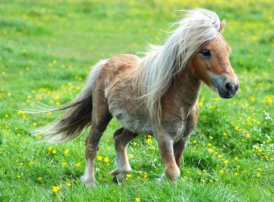 Pony-horse