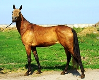 akhalteke_poroda
