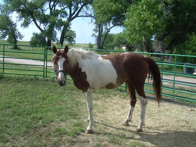 horse1