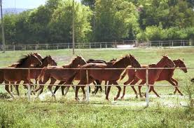 Конезавод Кабиюк-Шумен