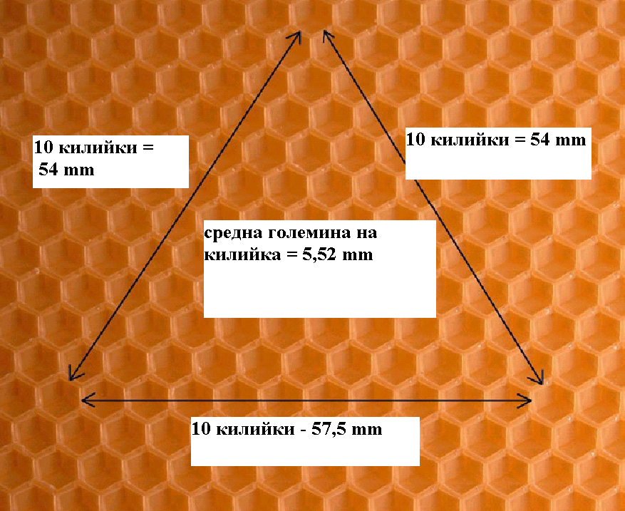 obratno-km-po-malki-pcheli-zhivotnovdstvo