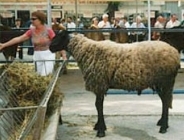 Plevenska_chernoglava-koch