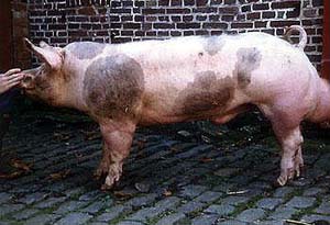 Белгийски ландрас Belgian_landrace
