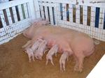 Английска голяма бяла свиня English_large_white_pig