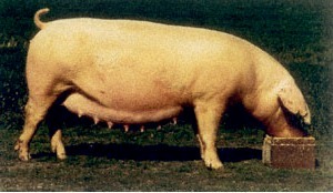 landrace_svinia-maika