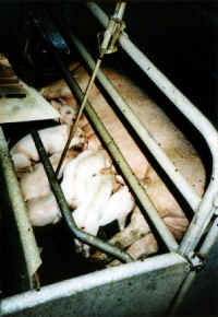 pig-farr-02_small