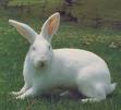 New_Zealand_White-rabbit