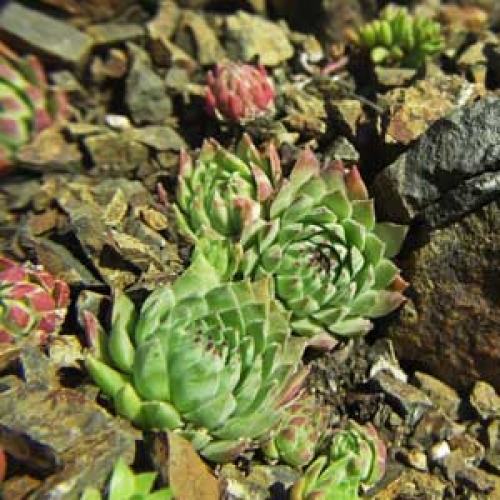 Дебелец - Sempervivum arachnoideum 