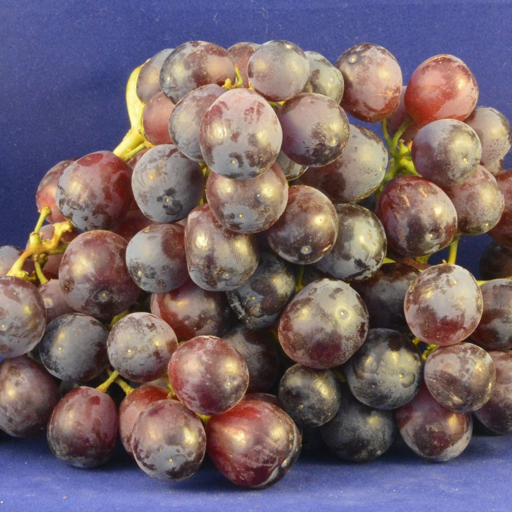 Grape red Joybells