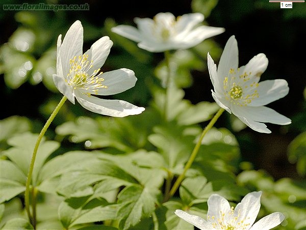 Цветя за сянка - Горска съсънка (Anemone nemorosa)