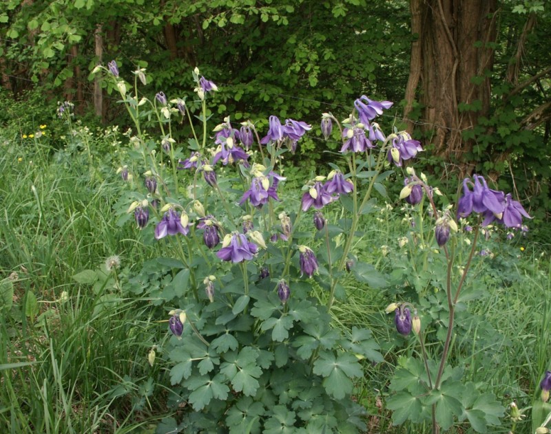 Цветя за сянка - Кандилка, Кошничка, Аквилегия (Aquilegia)