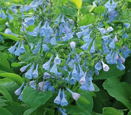Цветя за сянка - Mertensia