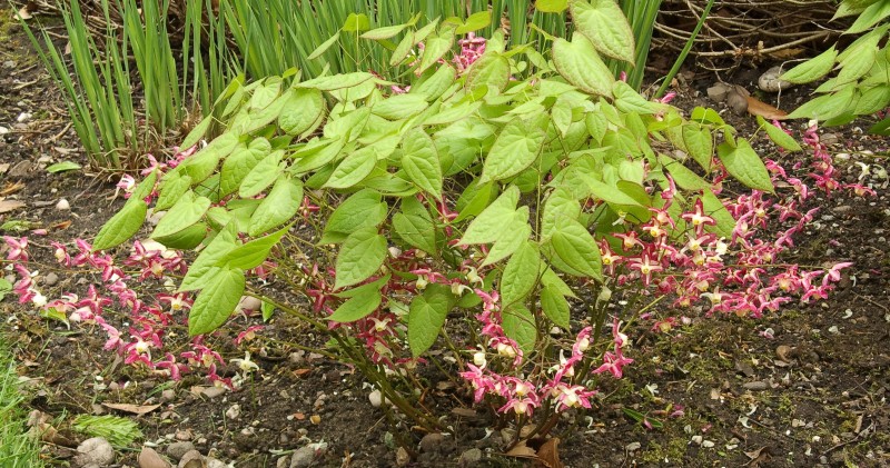 Цветя за сянка - Епимедиум (Epimedium rubrum)