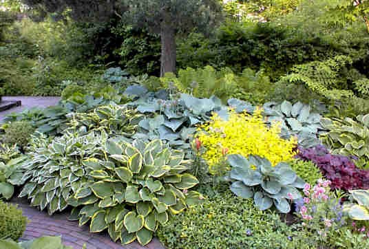 Цветя за сянка - Хоста (Hosta)