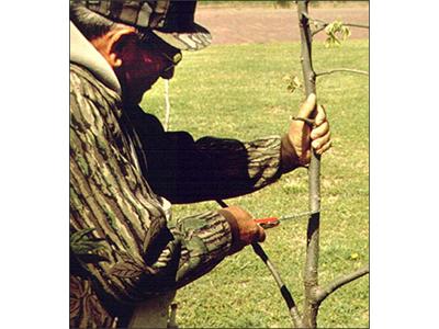 Как се прави облагородяване на орех