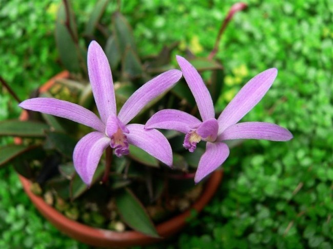 Laelia liliputana