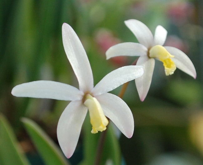 Laelia fournieri