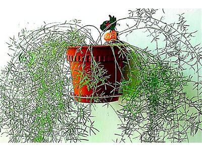 Кои растения са за тъмните ъгли