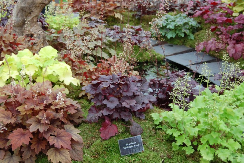 Цветя за сянка - Хойхера (Heuchera)