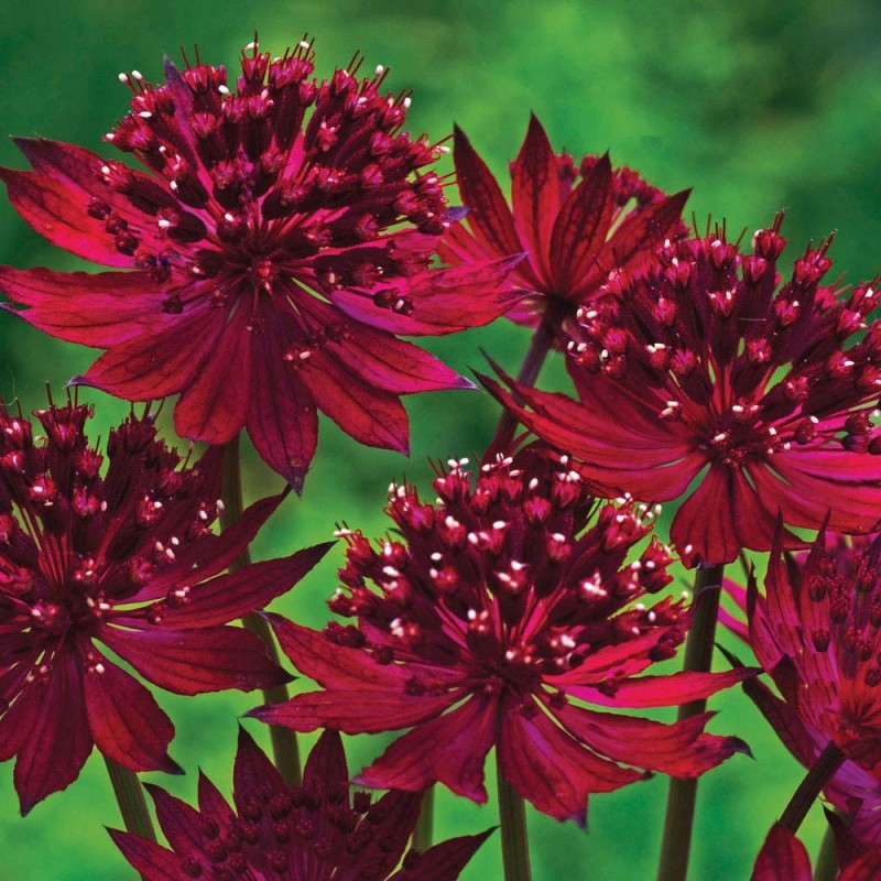 Цветя за сянка - Astrantia
