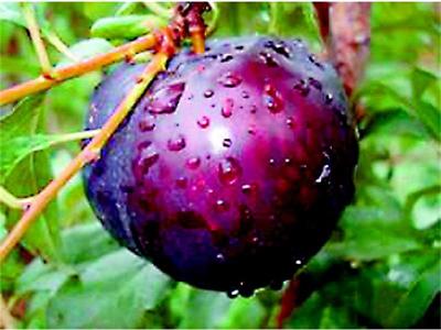 Течните сапуни са добри