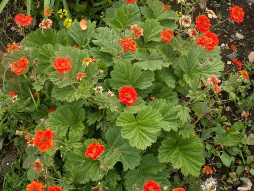 Цветя за сянка - Geum coccineum