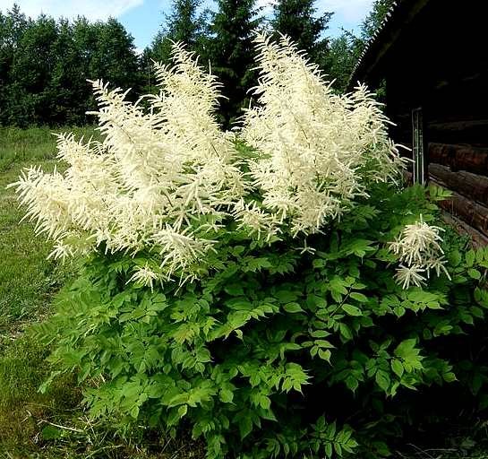 Цветя за сянка - Aruncus dioicus