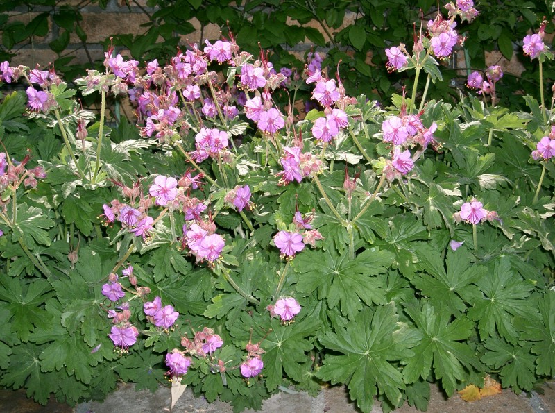 Цветя за сянка - Обикновен здравец, миризлив здравец (Geranium macrorrhizum)
