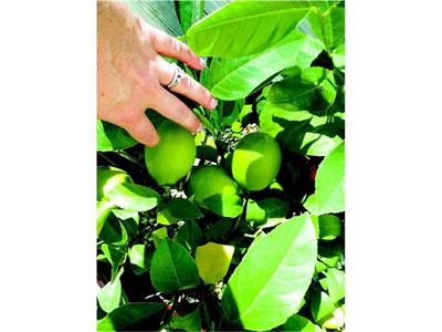 Лимон в стаята