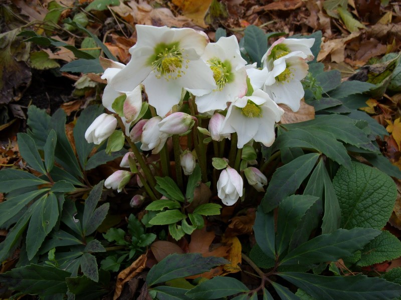 Цветя за сянка - Helleborus niger