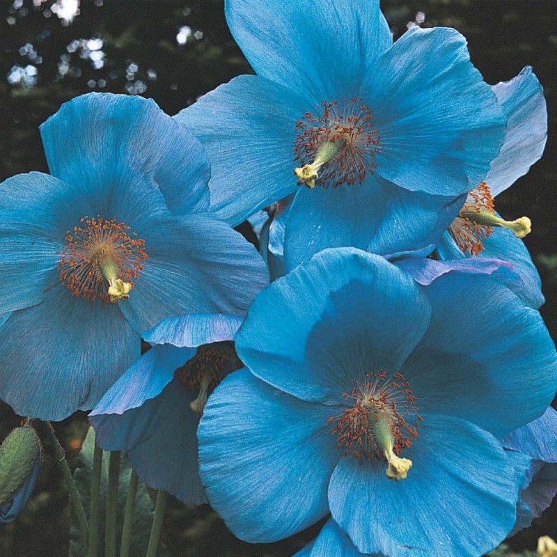 Цветя за сянка - Меконопсис, син хималайски мак (Meconopsis