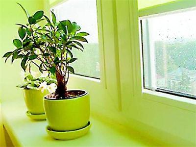 Цветята през зимата