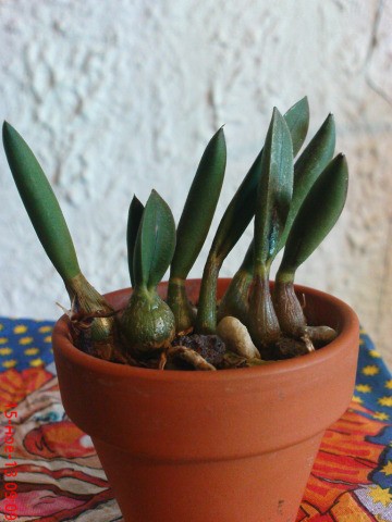 Laelia liliputana titicaca