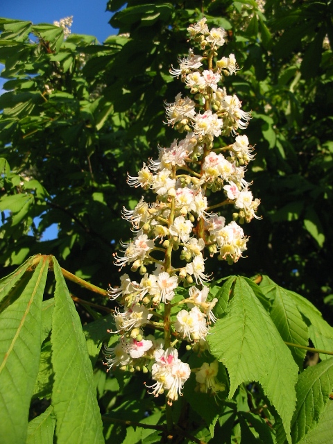 Aesculus_hippocastanum_cviat