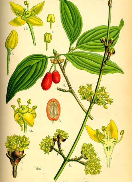 Cornus_mas-drian