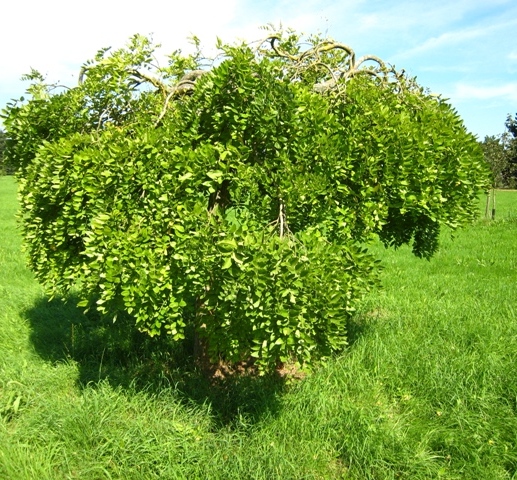 Iaponska-akacia-sophora_japonica
