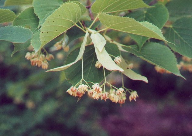 Tilia_lipa
