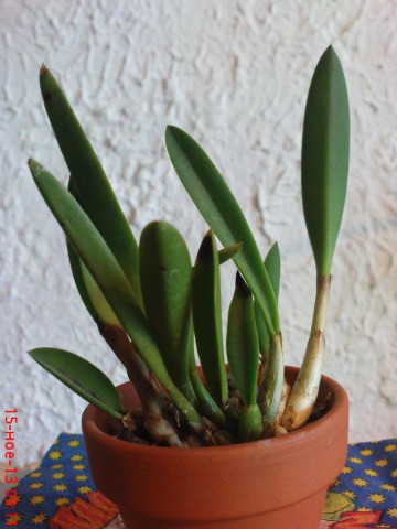 Laelia lucasiana titicaca