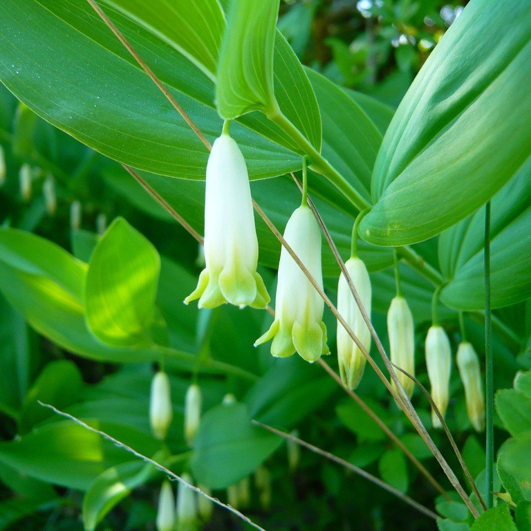 Цветя за сянка - Polygonatum