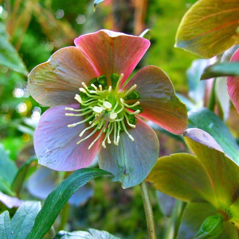 Цветя за сянка - Helleborus orientalis