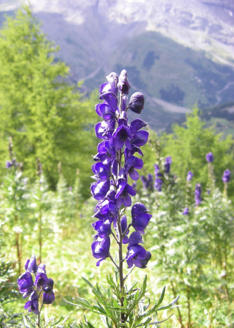 Цветя за сянка - Aconitum