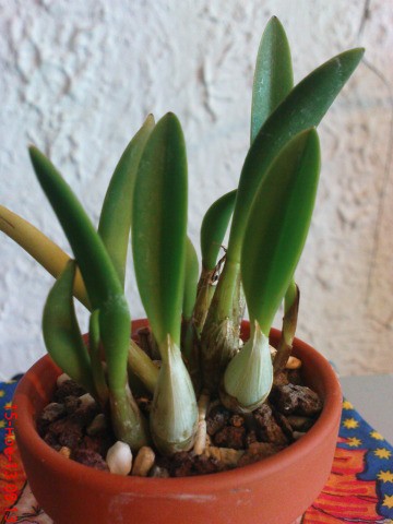 Laelia fournieri titicaca