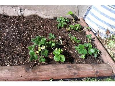 В овощната градина през март