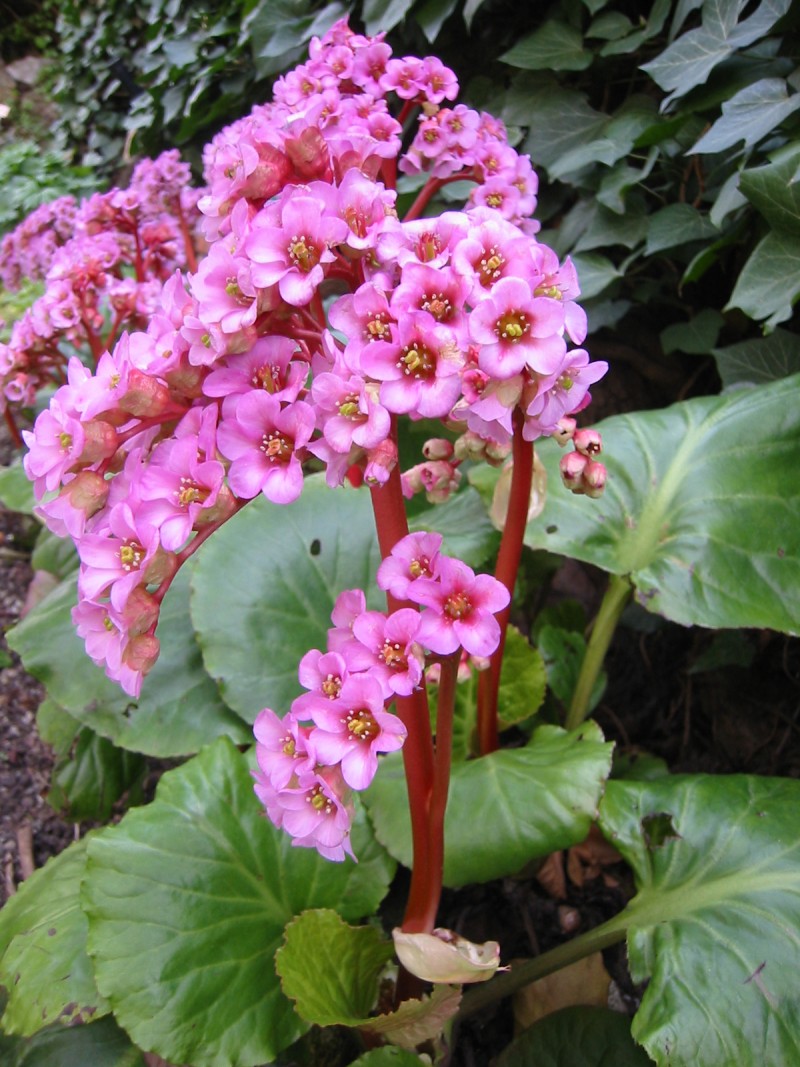 Цветя за сянка - Бергения (Бадан, Слонски уши) (Bergenia)