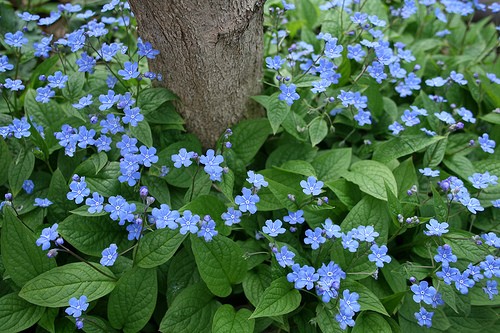 Цветя за сянка - Omphalodes verna