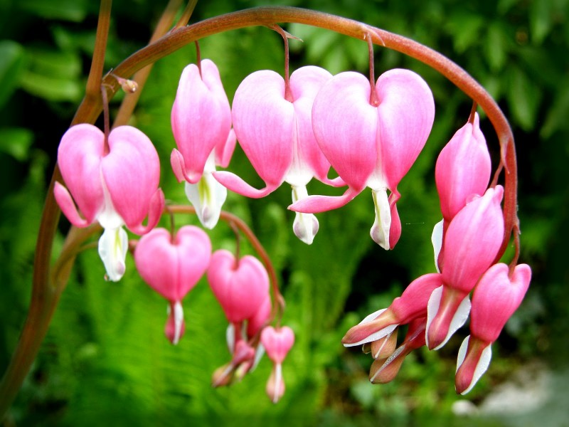 Цветя за сянка - Dicentra