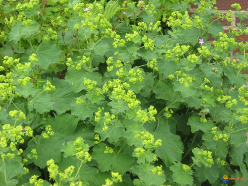 Цветя за сянка - Шапиче (Alchemilla vulgaris)