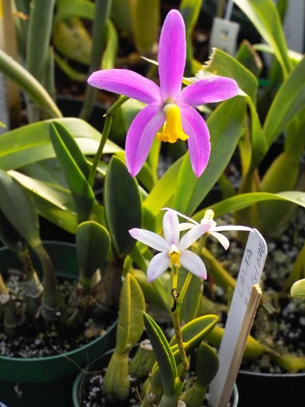 Laelia lucasiana